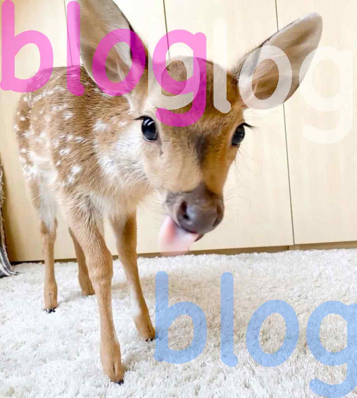 deer trans colors blog image