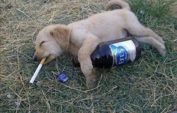 alcoholic puppy
